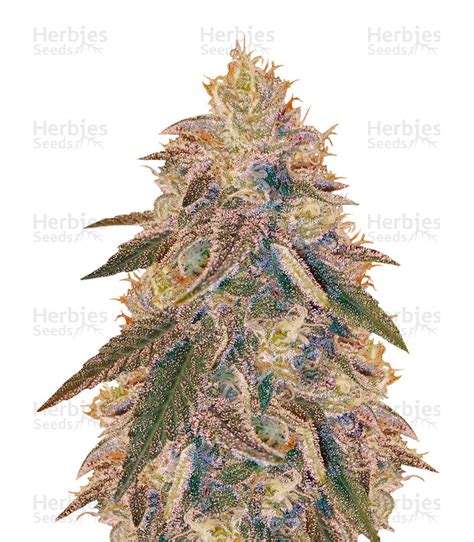 Jack Herer feminized seeds for sale by Vision Seeds - Herbies