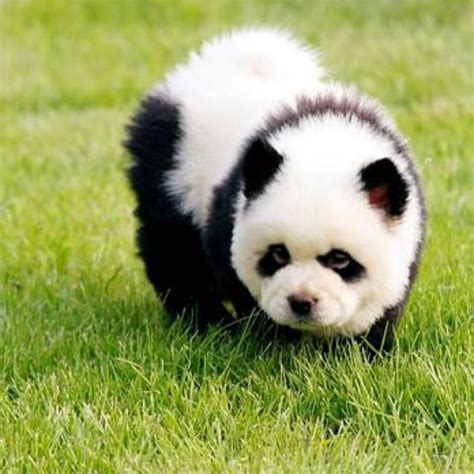 Panda Puppy | Panda dog, Panda puppy, Cute baby animals