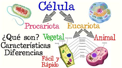 🌐Células Procariotas y Eucariotas🌿🐱 | [Fácil y Rápido] | BIOLOGÍA | - YouTube