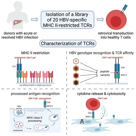 Characterization of a library of 20 HBV-specific MHC class II ...