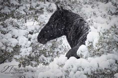 How do wild horses survive the cold?