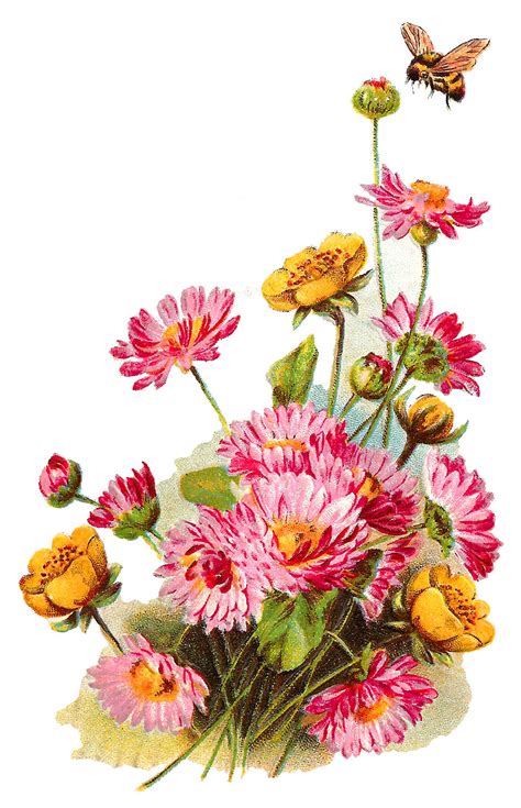 Antique Images: Digital Antique Rose Flower Illustration Download Pink Botanical Clip Art