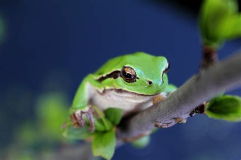 Natural Bacteria Helps Frogs Fight Deadly Skin Disease, Say Researchers | Nature World News