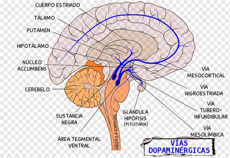 Mesotelencephalic Dopamine System