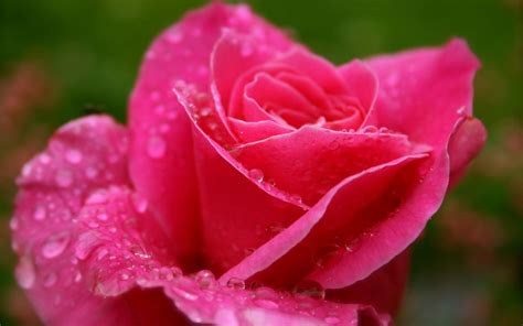 Rose With Dew Drops wallpaper | other | Wallpaper Better