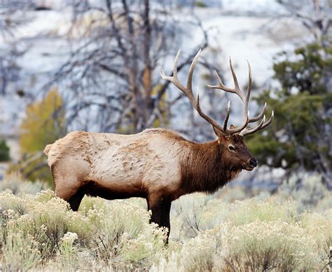 Elk In Yellowstone National Park by Traveler1116