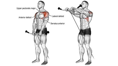 Best Anterior deltoid (Front Deltoid) Exercises & Workout