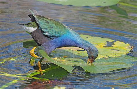 Purple Gallinule - Porphyrio martinicus, Everglades Nation… | Flickr