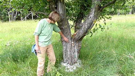 Bridge Grafting Historic Fruit Trees - YouTube