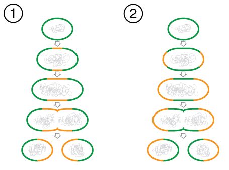 Cell Division ( Read ) | Biology | CK-12 Foundation