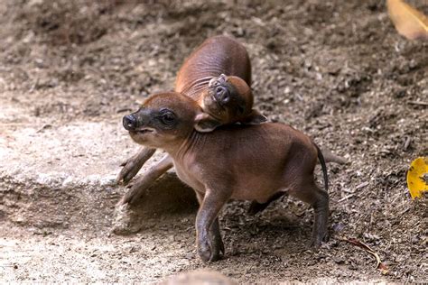 Babirusa | San Diego Zoo Animals & Plants