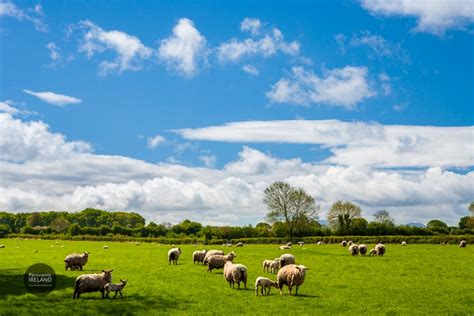 More Sheepy Scenes from Ireland on a Sunny Day