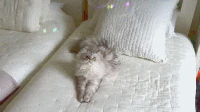 Cat and Bubbles | Funny Cat GIFs on Make a GIF