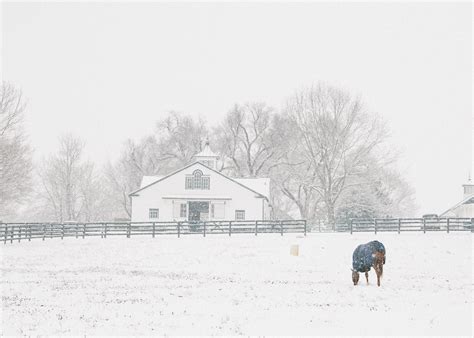 Peaceful snow | Farm scene, Stallion, Outdoor photography