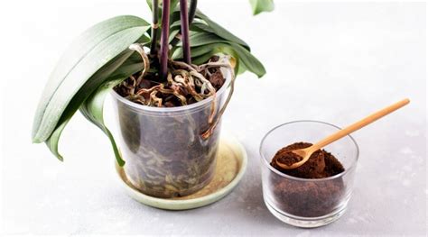 Are Coffee Grounds Good or Bad for Orchids?