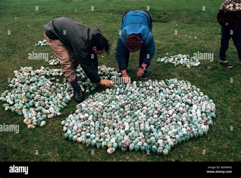 Guillemot eggs hi-res stock photography and images - Alamy