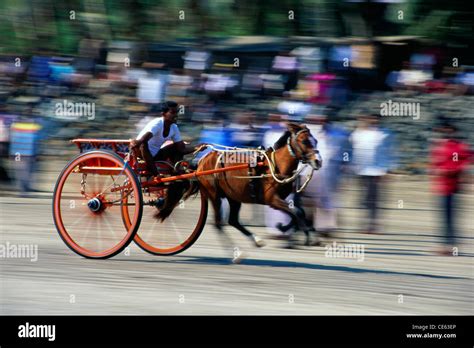 Harness racing ; Horse racing ; Horse cart race ; Alibag ; Alibaug ...