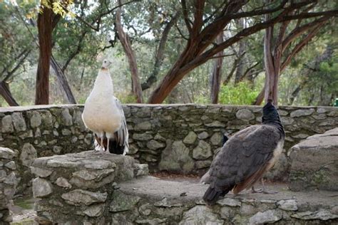 Mayfield Park- Peacocks and Hiking Trails in Central Austin Texas