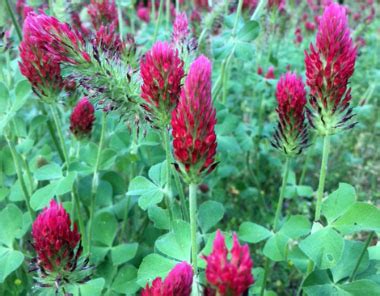 Crimson Clover: Pictures, Flowers, Leaves & Identification | Trifolium incarnatum