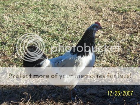 Lakenvelder chickens | BackYard Chickens