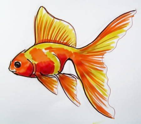 How to draw a realistic Gold Fish | Gold fish painting, Fish sketch, Fish drawings