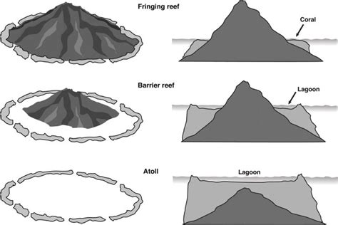 Coral Reefs: Types, Formation and Importance : Plantlet