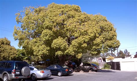 Trees of Santa Cruz County: Cinnamomum camphora - Camphor Tree