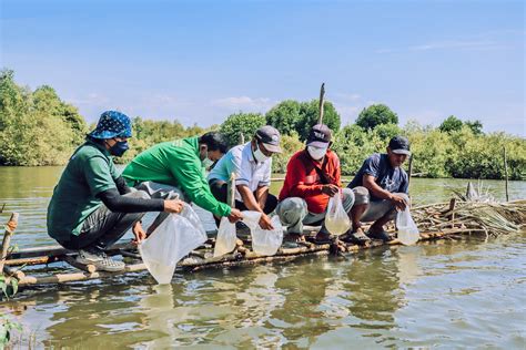 Failed mangrove tourism project in Sumatra highlights need for ...