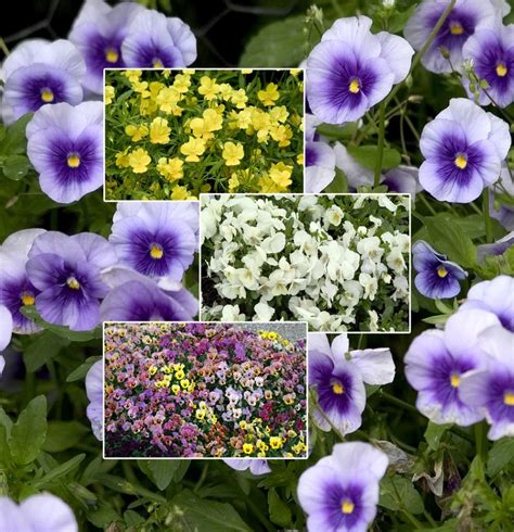 Viola 'Multiple Varieties' Pansy | Garden Center Marketing