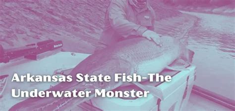 Arkansas State Fish: The Underwater Monster!