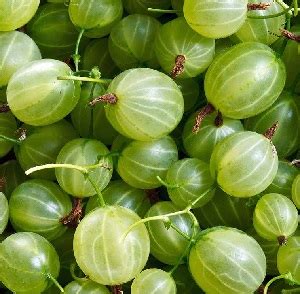 Gooseberries varieties and their characteristics