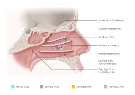 Nasal Conchae Meatus