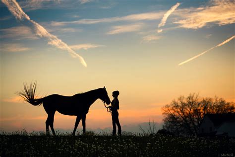 Share more than 76 sunset horse wallpaper - in.coedo.com.vn