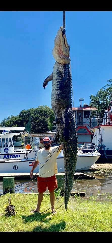 Mississippi Duo Harvests Massive Near-Record Alligator - Outdoor Enthusiast Lifestyle Magazine