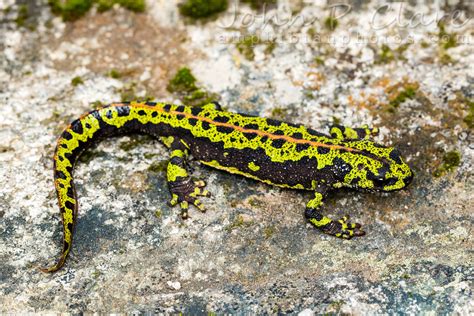 Marbled Newt (Triturus marmoratus) | Adult female, showing m… | Flickr