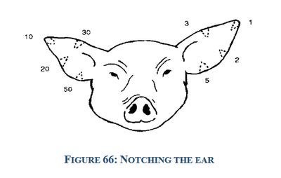 Pig Ear Notching Diagram - Human Anatomy