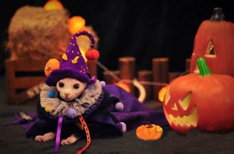 The Best Cat Costumes for Halloween | Cat witch Costume