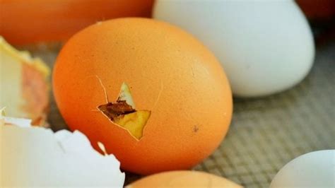 Store Chicken Hatching Eggs Like A Pro: 3 Deadly Mistakes You Need To Avoid