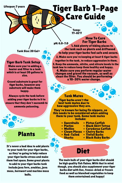 Tiger Barb Care: Ultimate Beginner Guide & Infographic - Betta Care ...