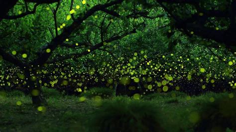 Fireflies Wallpapers - Wallpaper Cave