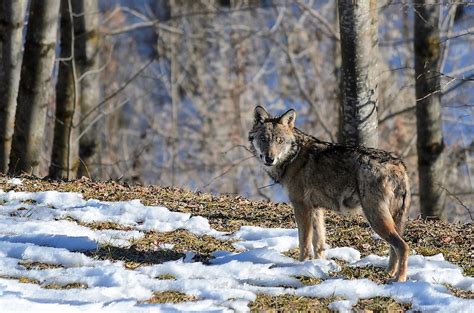 Italy's Most Threatened Mammals - WorldAtlas