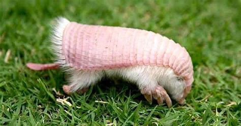 This Rare Pink Armadillo Literally Can't Survive As A Pet | Pink fairy ...