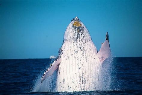 2024 Whale Watching Cruise from Mooloolaba