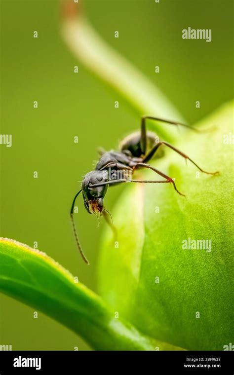 Close up on an ant with opened mandibles Stock Photo - Alamy