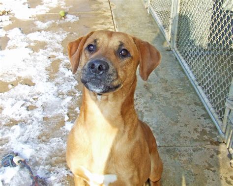 Beagle Boxer: Boxer Rhodesian Ridgeback Mix