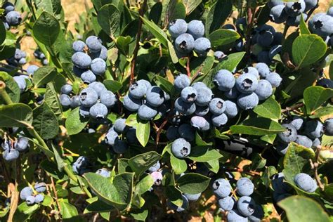 U-Pick Organic Blueberries at Duckworth Family Farm in Sebastopol ...