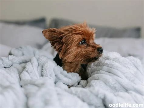 Yorkie Puppy Care (Essential Tips For A Healthy And Happy Pup) - OodleLife®