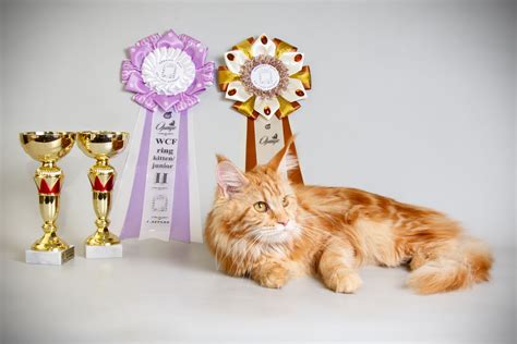 Cats On Parade: Inside The World Of Cat Show Competitions - CatGazette