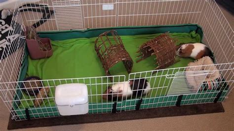 Guinea pigs - cage cleaning question? - studyclix.web.fc2.com