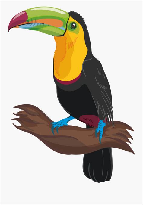 How To Draw Toucan Bird